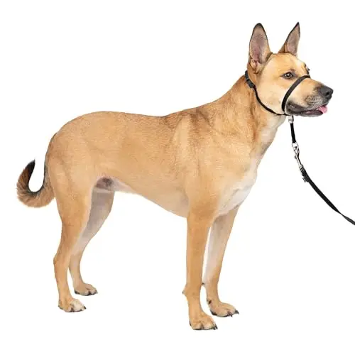 PetSafe Gentle Leader Headcollar on a dog's head