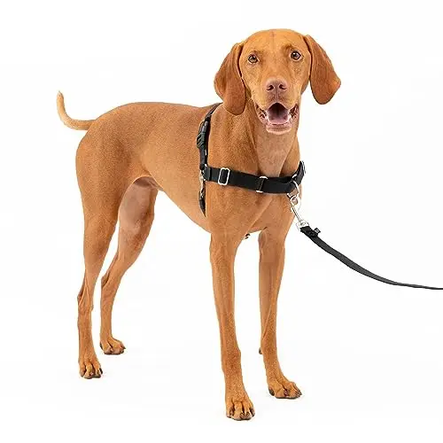 PetSafe Easy Walk black and silver no-pull dog harness with martingale design