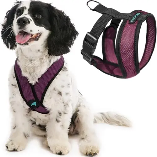 Gooby Comfort X Head In Harness in Purple on a small dog