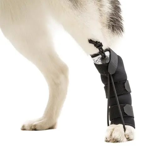 Walkin' Pets rear no-knuckling training socks for small dogs