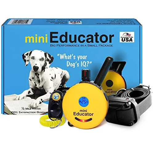 Educator ET-300 e-collar on a small dog, showing adjustable neck and LED light