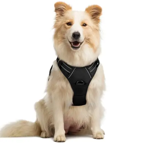 Rabbitgoo No-Pull Dog Harness fitted on a Boston Terrier