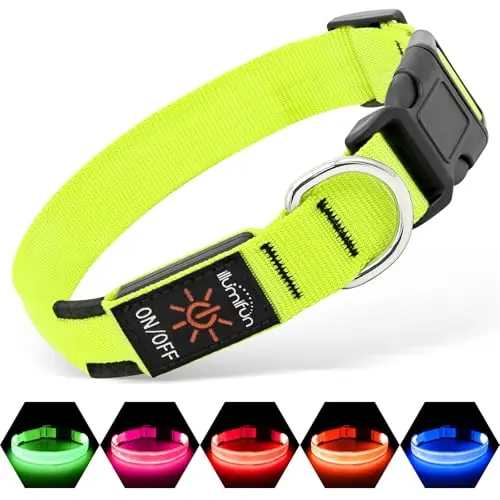 Illumifun LED dog collar with built-in light guide glowing green on a large dog