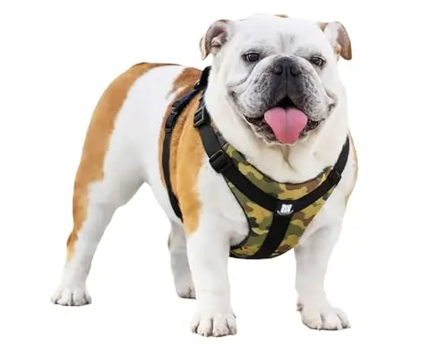 Bulldog Grade no-pull harness with reflective vest and control handle