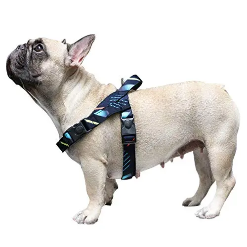 iChoue French Bulldog harness with padded buckle and star pattern
