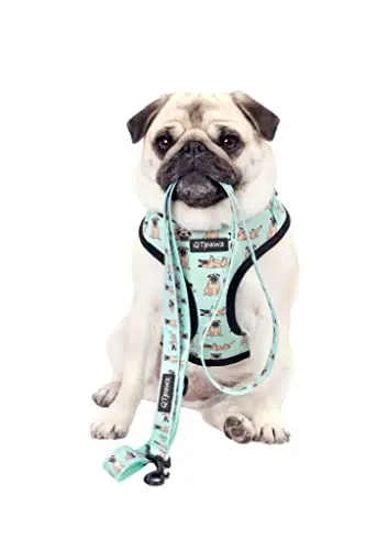 QTpawz Pug-specific dog harness with adjustable straps and matching leash