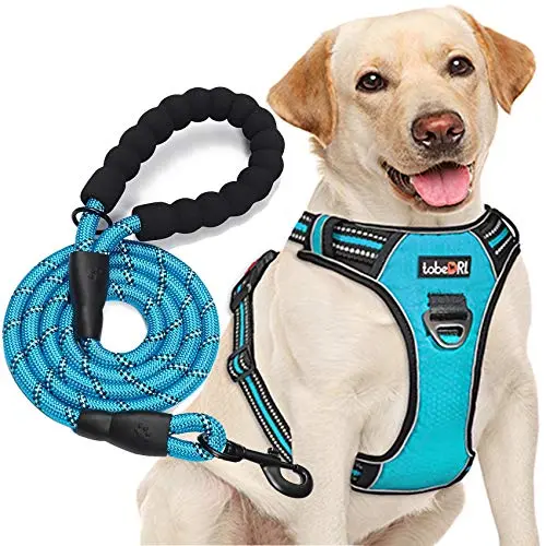 tobeDRI blue dog harness with a matching heavy-duty leash attached