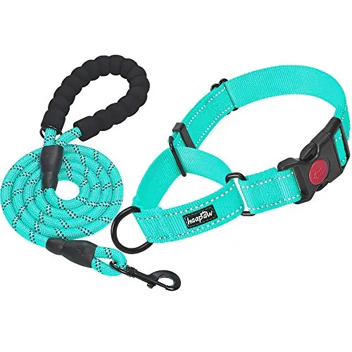haapaw martingale dog collar in turquoise for small to large dogs