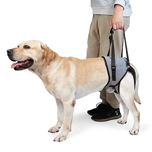 Grey nylon dog sling with hind leg holes and adjustable straps.