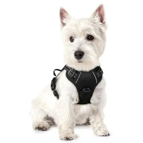 Rabbitgoo black no-pull dog harness for extra small dogs