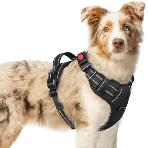 Updated rabbitgoo black dog harness with three buckles and a wide top handle