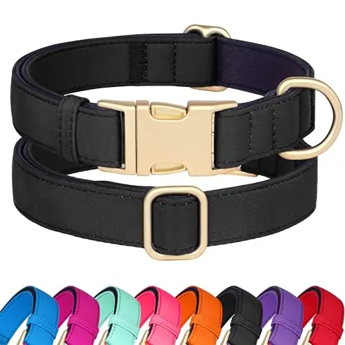 Didog padded nylon dog collar in black for small dogs