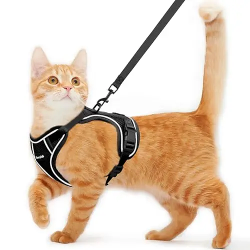 Kaazylab cat harness in black with A-grade mesh and reinforced buckles