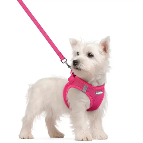 Rabbitgoo step-in breathable mesh dog harness and matching leash set